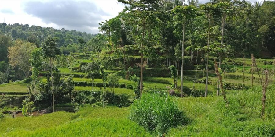 Soft Trekking in Tetebatu (Indonesia)