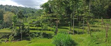 Soft Trekking in Tetebatu (Indonesia)
