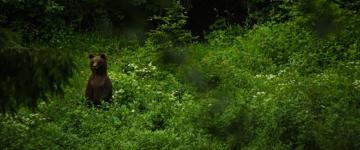 Bear Watching Experience Near Brasov (Romania)