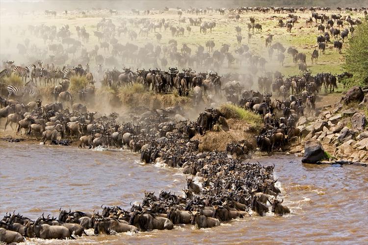 Great Serengeti Migration Safari (Tanzania)