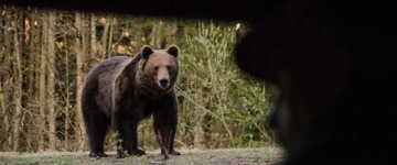 Bear Watching In The Land Of Volcanoes (Romania)