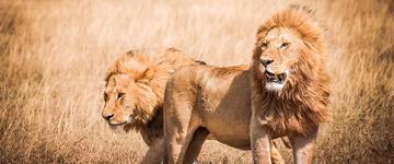 5 Days Big Cats Camping Safari: Lake Manyara, Serengeti, Ngorongoro National Parks (Tanzania)