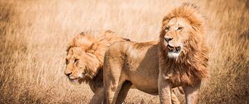 5 Days Big Cats Camping Safari: Lake Manyara, Serengeti, Ngorongoro National Parks (Tanzania)