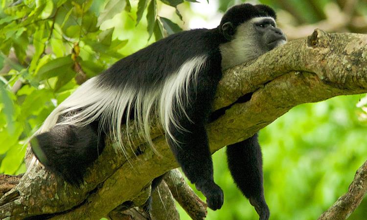6 Days Big Game Walking Safari: Arusha, Manyara, Serengeti And Ngorongoro (Tanzania)