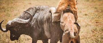6 Days Big Game Walking Safari: Arusha, Manyara, Serengeti And Ngorongoro (Tanzania)