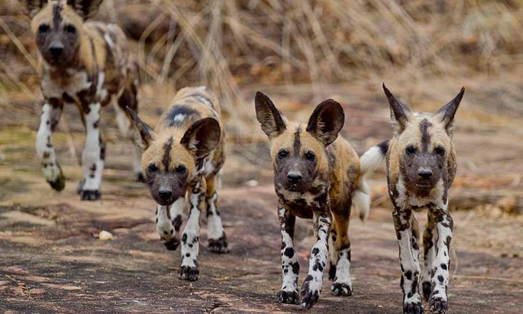 4 Days Mikumi And Selous Safari (Tanzania)