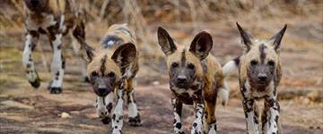 4 Days Mikumi And Selous Safari (Tanzania)