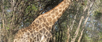 Eco tour: Game Drive And Rhino Walk In Mosi-oa-Tunya (Zambia)