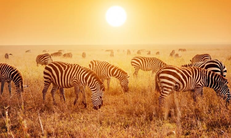 4-days Camping Best Of Serengeti And Ngorongoro Crater (Tanzania)