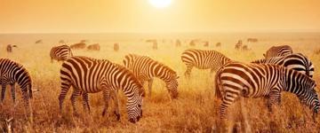 4-days Camping Best Of Serengeti And Ngorongoro Crater (Tanzania)