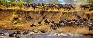 Eco tour: 9 Days Budget Camping Wildebeest Migration Tanzania Safari Tour: Tarangire, Serengeti, Ngorongoro & Lake Manyara (Tanzania)