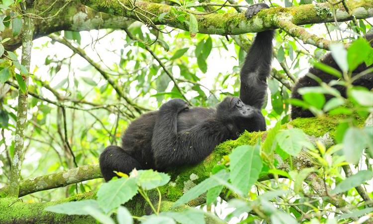 Eco tour: Gorilla Trekking Safari (Uganda)