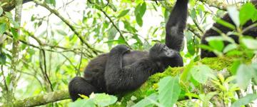 Eco tour: Gorilla Trekking Safari (Uganda)