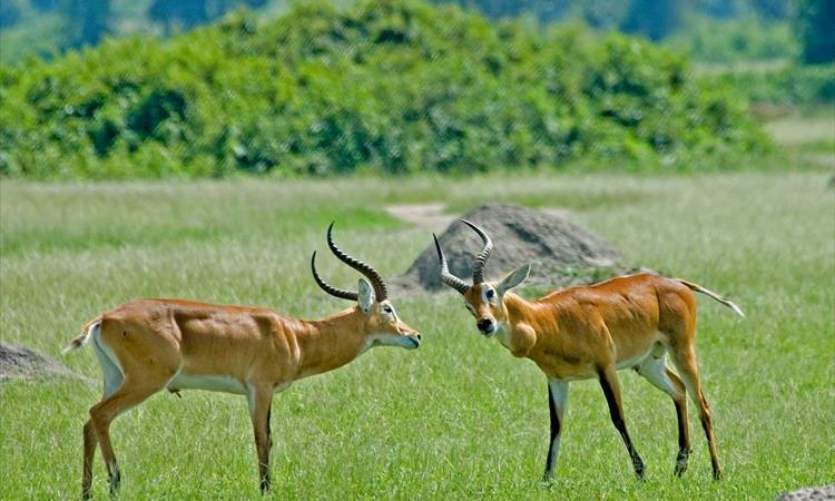 Eco tour: Gorilla And Wildlife Safari (Uganda)