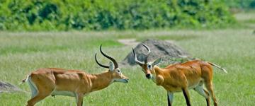 Eco tour: Gorilla And Wildlife Safari (Uganda)