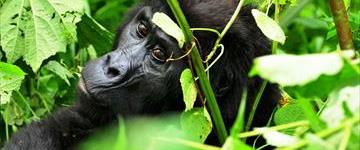 Eco tour: Gorilla And Wildlife Safari (Uganda)