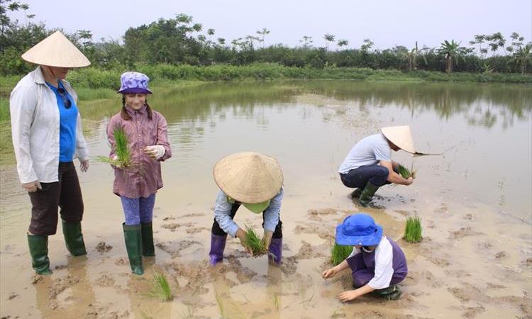 Eco tour: Hanoi Culture Rice Farming Tour (Vietnam)