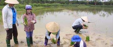 Eco tour: Hanoi Culture Rice Farming Tour (Vietnam)