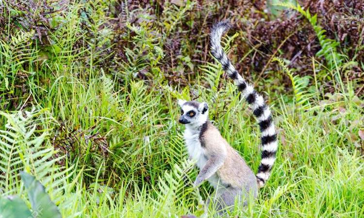 Discover East Of Madagascar And Journey Through The Pangalanes Channel (Madagascar)
