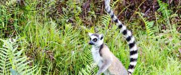 Discover East Of Madagascar And Journey Through The Pangalanes Channel (Madagascar)