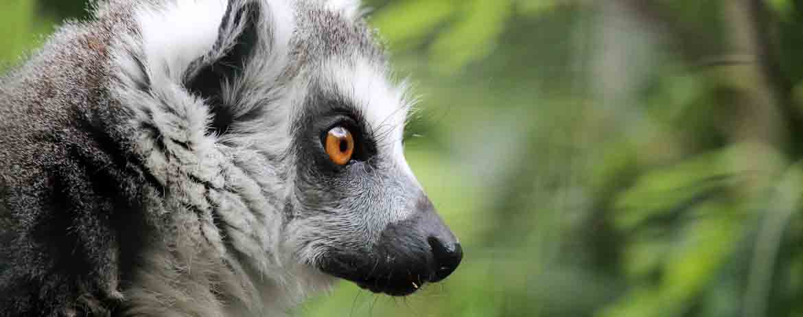 Holiday & Tours In Madagascar