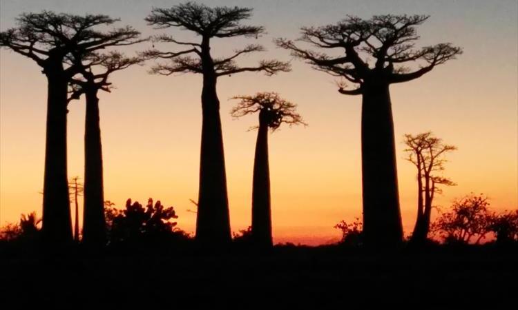 Western Madagascar Adventure Tour: Tsiribihina River Descent & Tsingy De Bemaraha (Madagascar)