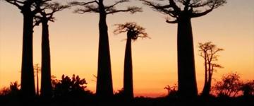 Western Madagascar Adventure Tour: Tsiribihina River Descent & Tsingy De Bemaraha (Madagascar)