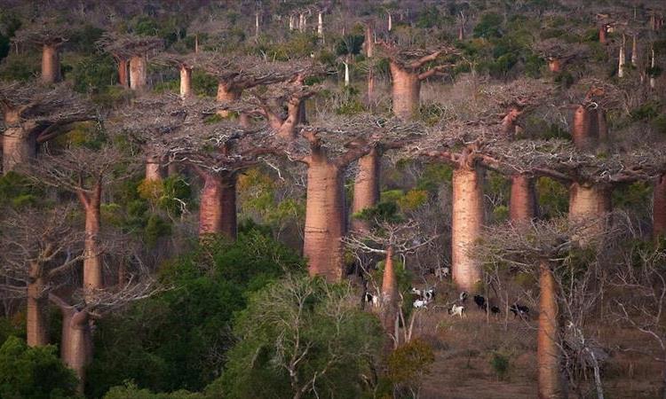 Discover Wildlife In Madagascar (Madagascar)
