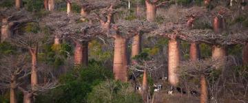 Discover Wildlife In Madagascar (Madagascar)