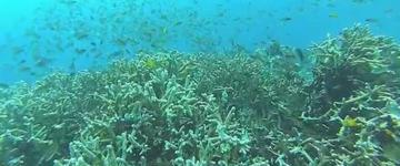 Cebu Island Hopping With Lunch (Philippines)