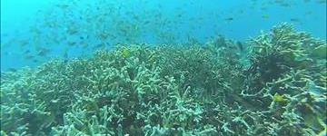 Cebu Island Hopping With Lunch (Philippines)