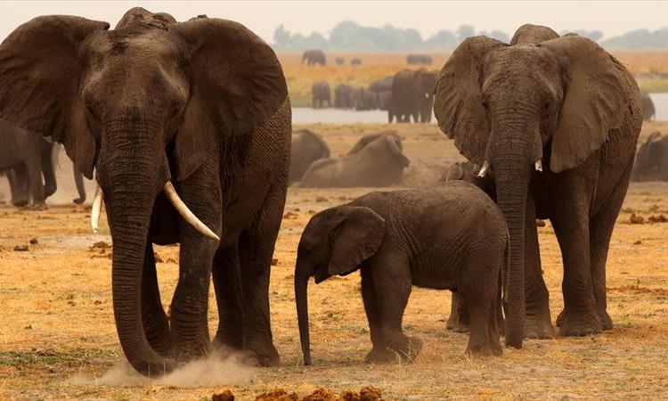 Chobe National Park: 3-hour Game Drive (Botswana)