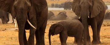 Chobe National Park: 3-hour Game Drive (Botswana)
