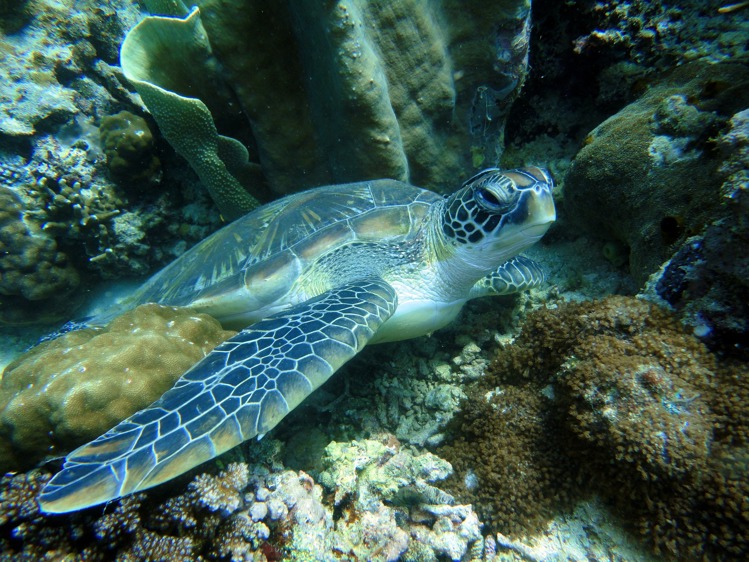 A turtle swimming through the corals in the Philippines