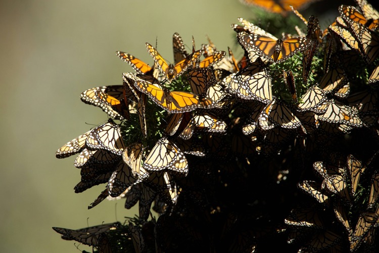 Monarch butterflies