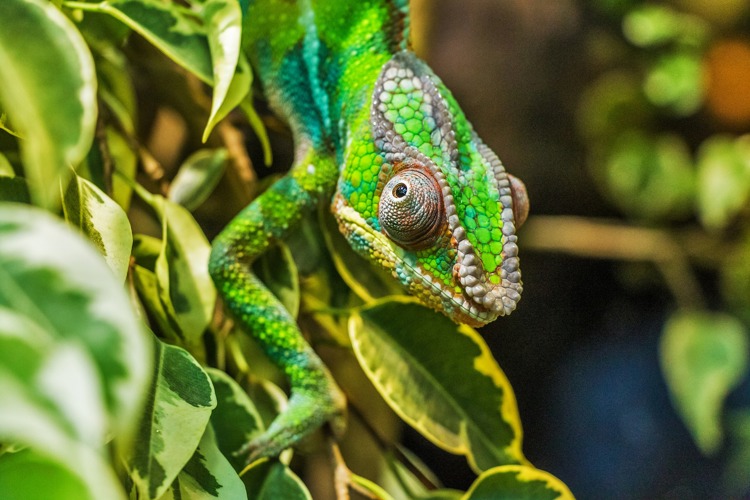 Madagascan chameleon
