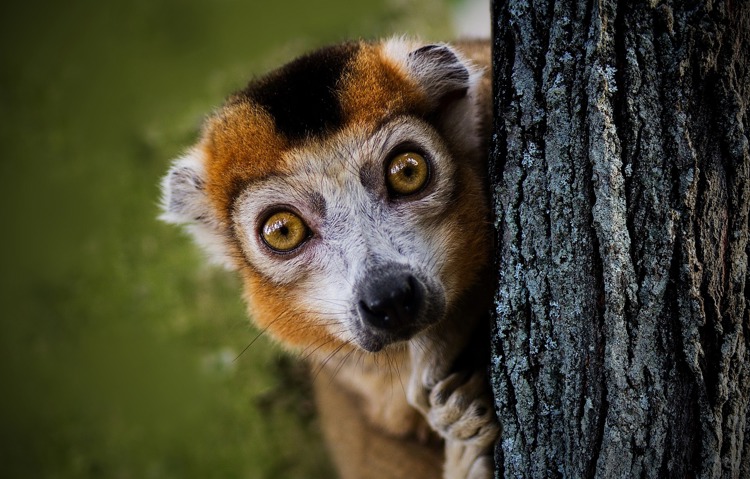 Madagascan Lemur