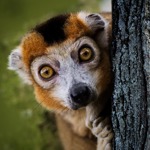 Wild Madagascar