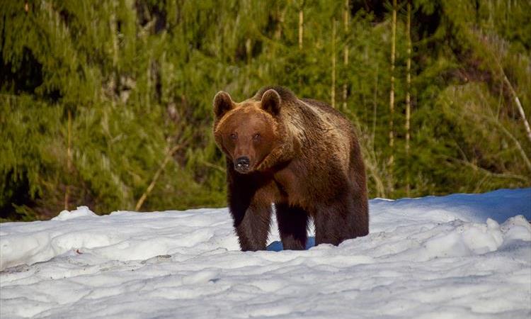 Eco tour: Winter Bear Watching & Distillery Tour Near Brasov (Romania)