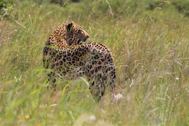 Leopard in the wild in Namibia