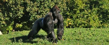 Gorilla Trekking