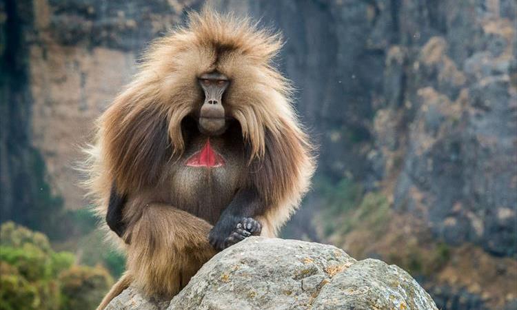 Eco tour: Semein Mountain Trekking And Lalibela Tour (Ethiopia)