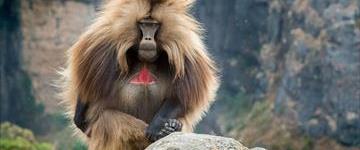 Eco tour: Semein Mountain Trekking And Lalibela Tour (Ethiopia)