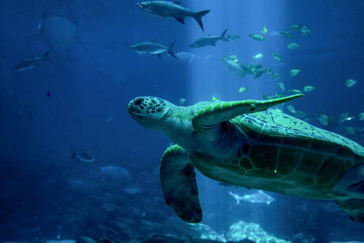 Sea turtles in Costa Rica