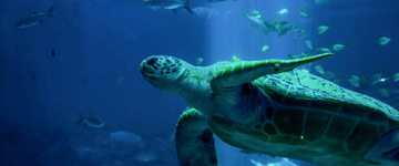 Underwater Adventures