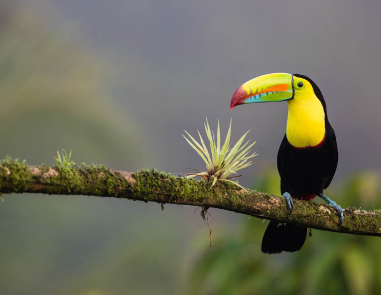 Keel-billed Toucan, Costa Rica