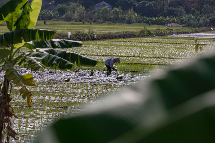 Rice fields near Duong Lam in Vietnam