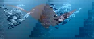 Holiday & Tours In Ecuador