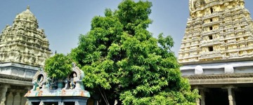 From Mahabalipuram: Private Day Tour To Kanchipuram (India)