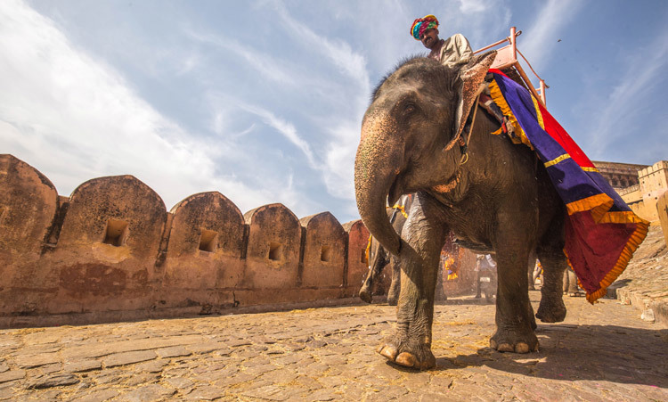 Man riding an elephant in Jaipur, India